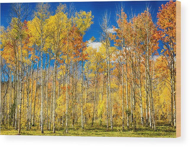 Aspen Wood Print featuring the photograph Colorful Colorado Autumn Aspen Trees by James BO Insogna