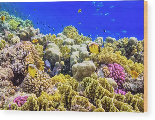 Underwater Wood Print featuring the photograph Colorful Coral Reef On Red Sea Nearby by Cinoby