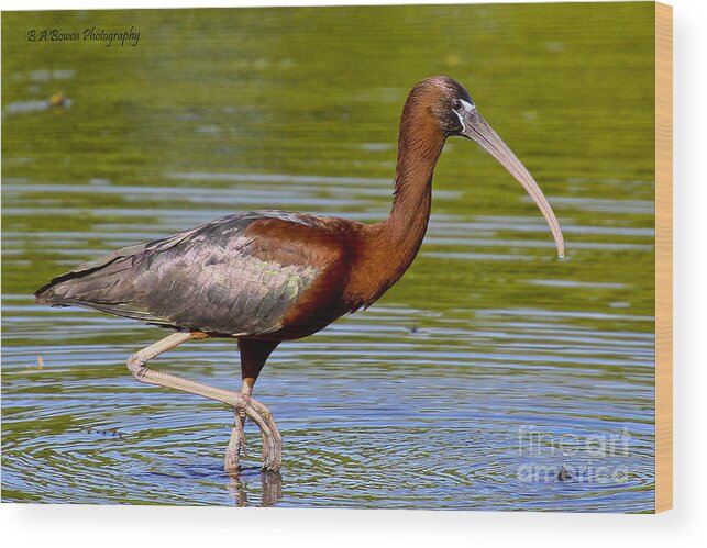 Glossy Ibis Wood Print featuring the photograph Colorful Glossy Ibis by Barbara Bowen