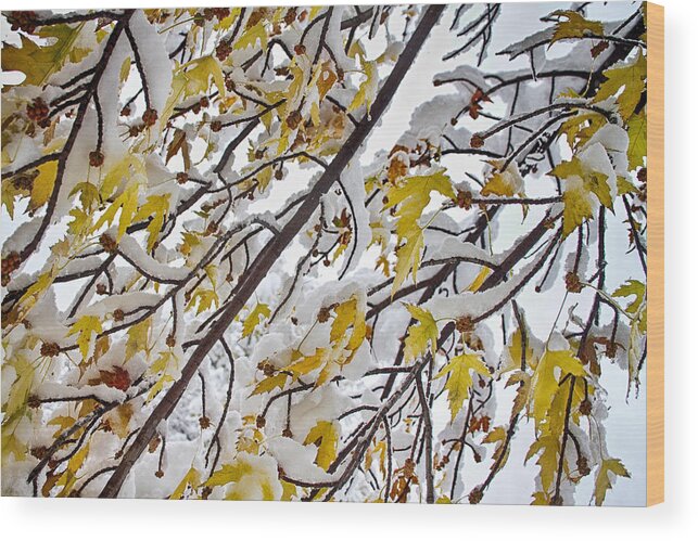 Tree Wood Print featuring the photograph Colorful Maple Tree Branches In The Snow 3 by James BO Insogna