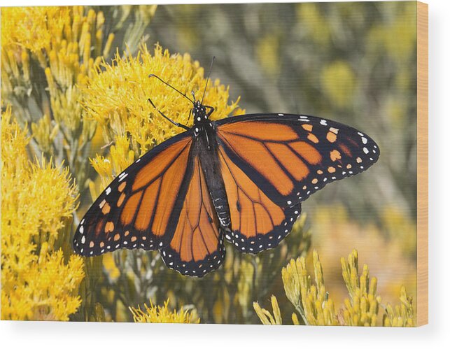 Insect Wood Print featuring the photograph Colorful monarch butterfly Denver Colorado by Milehightraveler