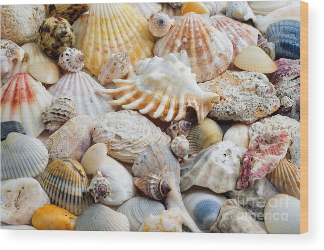 Seashell Wood Print featuring the photograph Colorful Ocean Seashells 1 by Andee Design