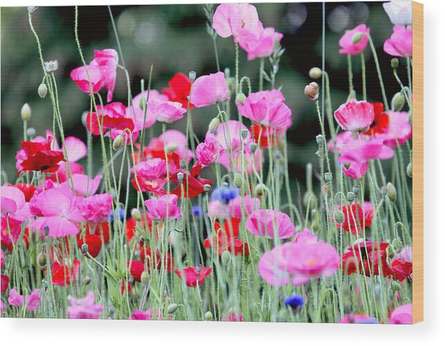 Poppies Wood Print featuring the photograph Colorful Poppies by Peggy Collins