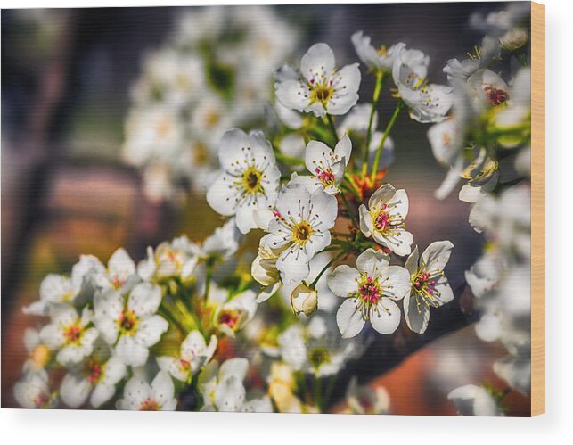Blue Wood Print featuring the photograph Colorful Spring by Sennie Pierson