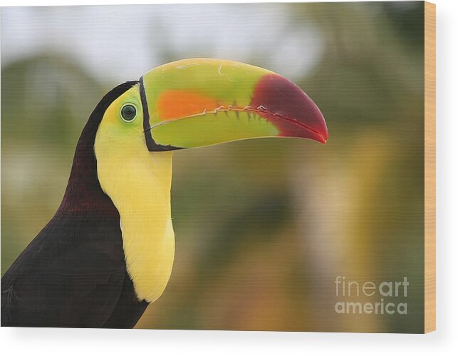 Keel-billed Toucan Wood Print featuring the photograph Colorful Toucan by Teresa Zieba