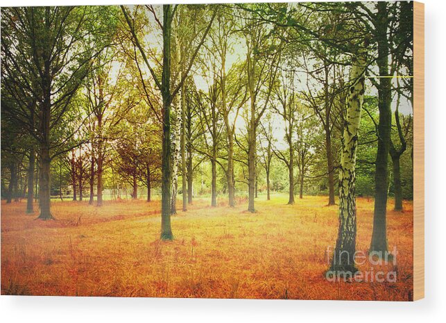 Colors Wood Print featuring the photograph Colors Cool by Boon Mee