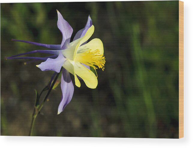 American West Wood Print featuring the photograph Columbine blosom by Richard Smith