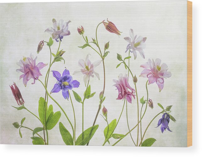 Aquilegia Wood Print featuring the photograph Columbine by Mandy Disher
