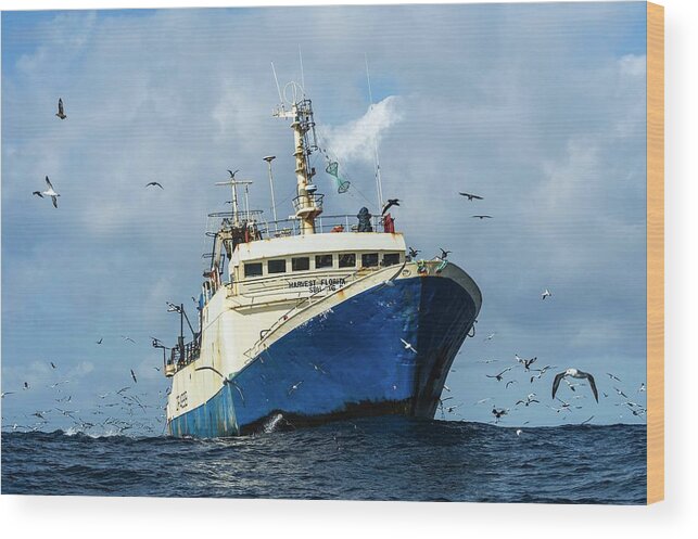 Africa Wood Print featuring the photograph Commercial Purse-sein Trawler by Peter Chadwick