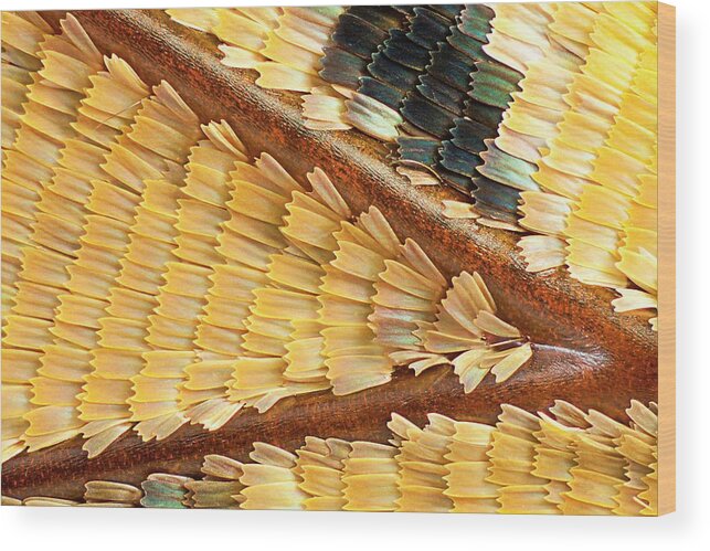 Charaxes Tiridates Wood Print featuring the photograph Common Blue Charaxes Butterfly Wing by Gerd Guenther