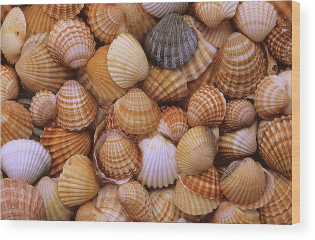 00281442 Wood Print featuring the photograph Common Cockle Shells by Duncan Usher