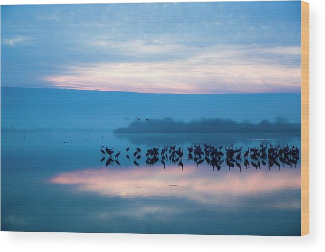 Hula Valley Wood Print featuring the photograph Common Crane Grus Grus At Sun-set by Photostock-israel/science Photo Library