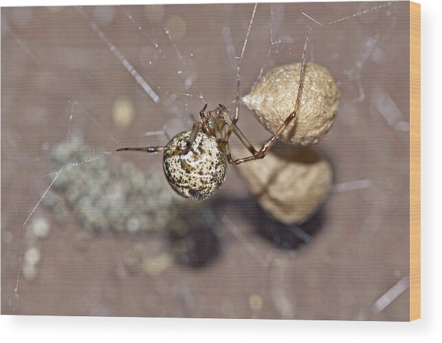 Common House Spider Wood Print featuring the photograph Common House Spider - Parasteatoda tepidariorum by Carol Senske