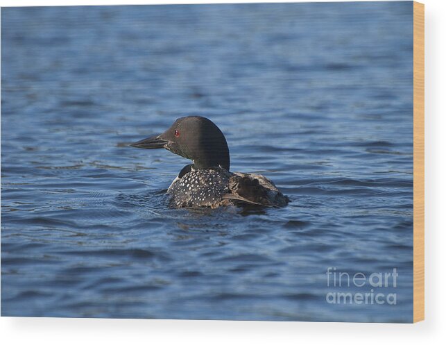 Common Loon Wood Print featuring the photograph Common Loon by Joan Wallner