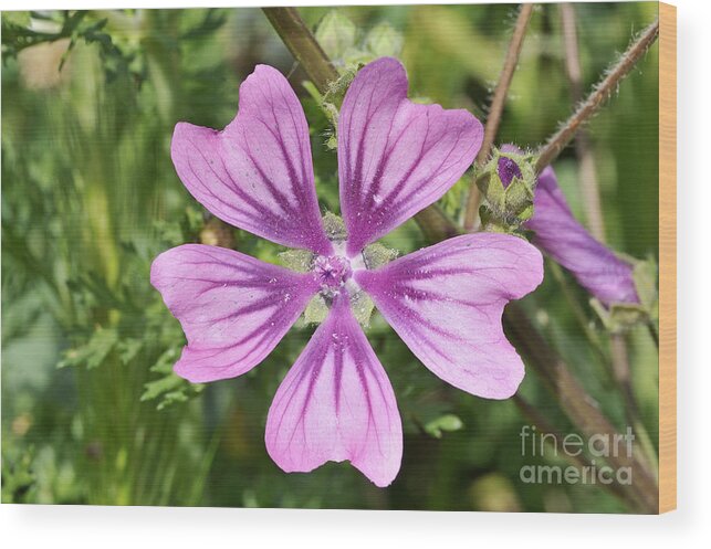 Malva Sylvestris; Common Mallow; Blue; Purple; Flower; Wild; Plant; Spring; Springtime; Season; Nature; Natural; Natural Environment; Natural World; Flora; Bloom; Blooming; Blossom; Blossoming; Color; Colour; Colorful; Colourful; Earth; Environment; Ecological; Ecology; Country; Landscape; Countryside; Scenery; Macro; Close-up; Detail; Details; Esthetic; Esthetics; Artistic; Beautiful; Beauty; Flowers Wood Print featuring the photograph Common mallow flower by George Atsametakis
