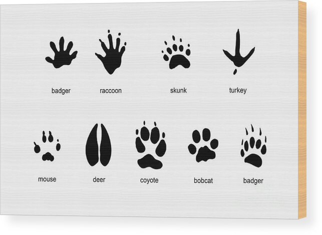 Common Mammal Animal Tracks Wood Print by Carlyn Iverson - Fine