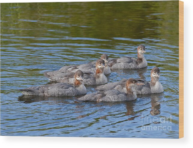 Common Merganser Wood Print featuring the photograph Common Merganser Juveniles 2 by Sharon Talson