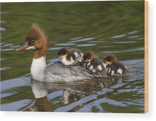 Feb0514 Wood Print featuring the photograph Common Merganser Mother Carrying Chicks by Konrad Wothe