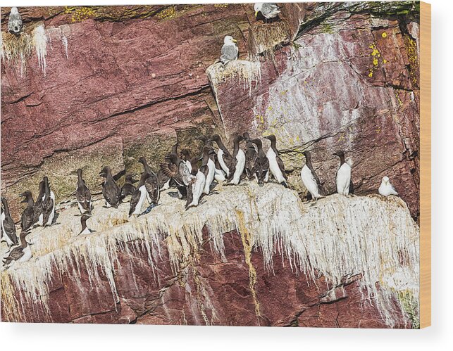 Common Murre Wood Print featuring the photograph Common Murres by Perla Copernik