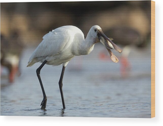 Animal Wood Print featuring the photograph Common Spoonbill (platalea Leucorodia) by Photostock-israel