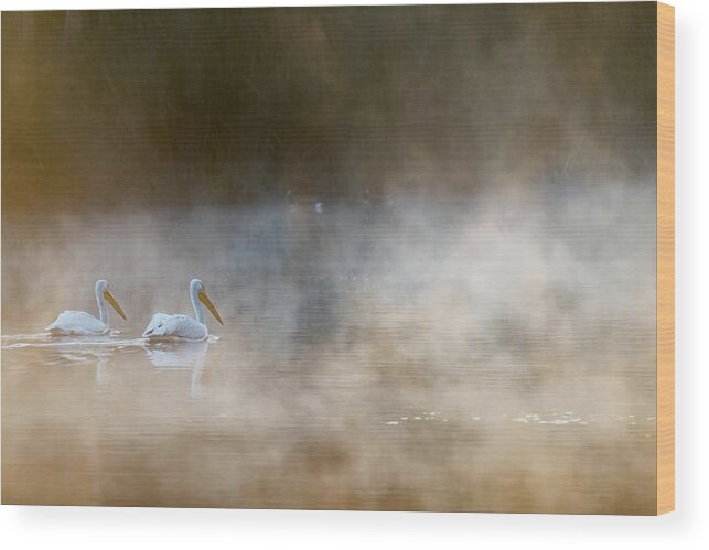 Pelican Wood Print featuring the photograph Companions by Majestic Moments Photography,