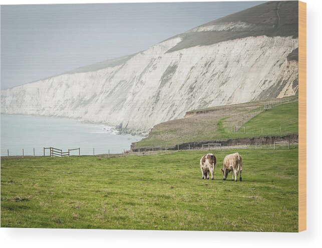 Animal Themes Wood Print featuring the photograph Compton Bay, Isle Of Wight by Li Kim Goh