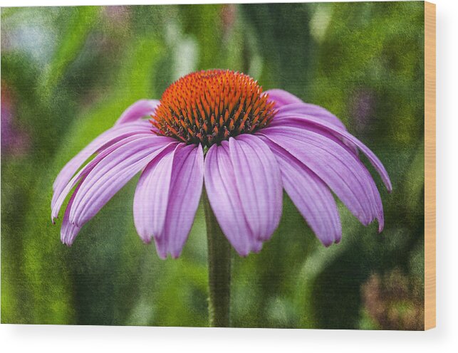 Flower Wood Print featuring the photograph Cone Flower by Cathy Kovarik
