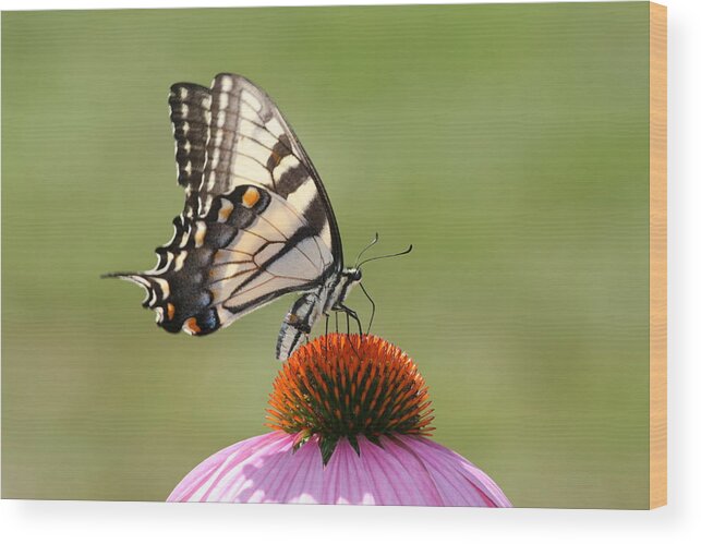 Butterfly Wood Print featuring the photograph Cone Flower by Charles Aitken