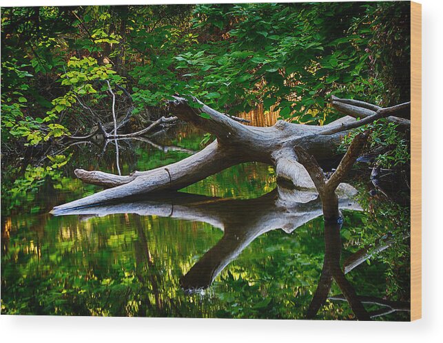 Bidwell Wood Print featuring the photograph Contemplation by Robert Woodward