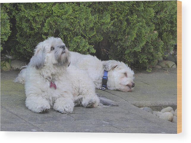 Dogs Wood Print featuring the photograph Havanese Dog Sisters B by Laurie Tsemak