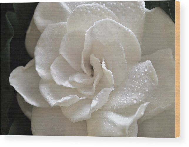 Gardenia Wood Print featuring the photograph Cool Gardenia by Terence Davis