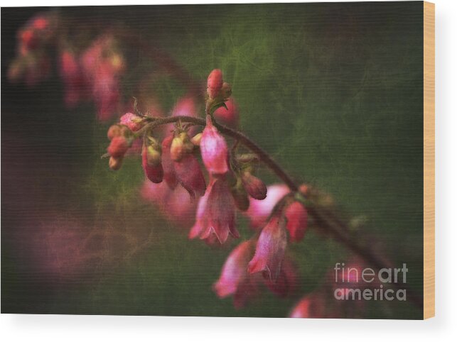 Lee Craig Wood Print featuring the photograph Coral Bells by Lee Craig
