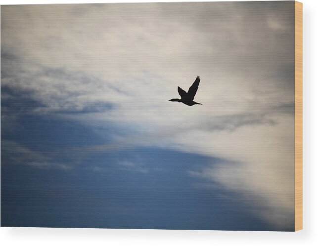Cormorant Wood Print featuring the photograph Cormorant in Flight by Andrew Pacheco