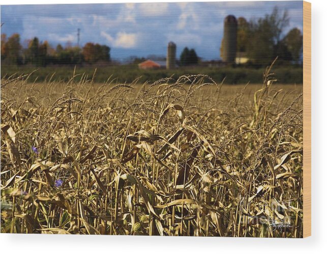 Corn Wood Print featuring the photograph Corn Field by Bill Richards