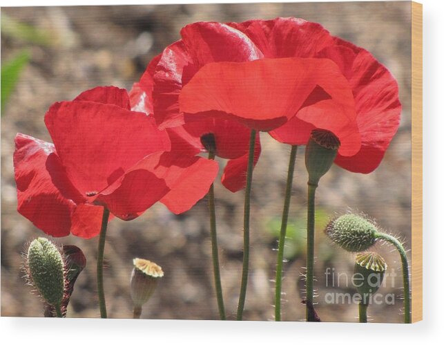 Red Corn Poppies Flowers Buds Seed Pods Wood Print featuring the photograph Corn Poppies by Michele Penner