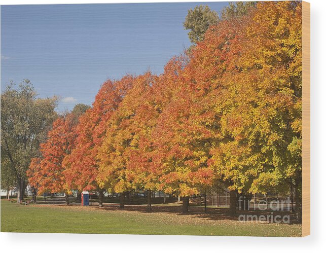 Fall Foliage Wood Print featuring the photograph Corning Fall Foliage 3 by Tom Doud