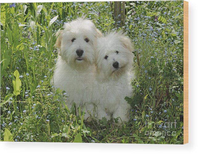 Dog Wood Print featuring the photograph Coton De Tulear Dogs by John Daniels