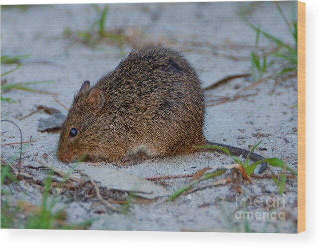 Cotton Rat Wood Print featuring the photograph Cotton Rat by John Harmon