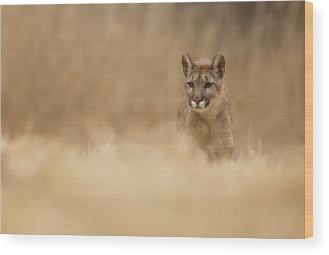 Cougar Wood Print featuring the photograph Cougar by Milan Zygmunt