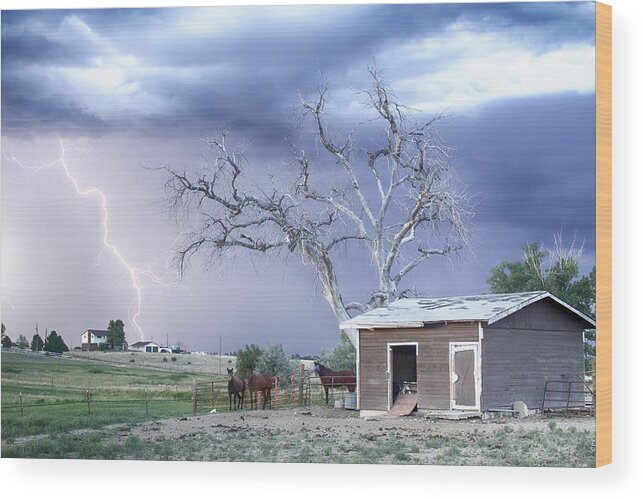 Country Wood Print featuring the photograph Country Horses Lightning Storm CO  by James BO Insogna