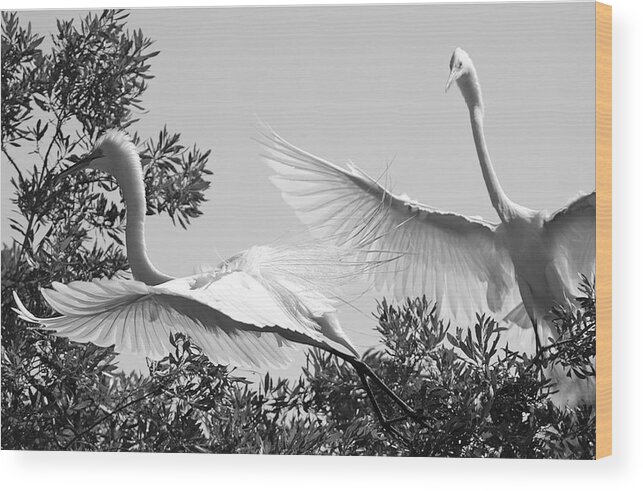 Great Wood Print featuring the photograph Courtship by Bill LITTELL