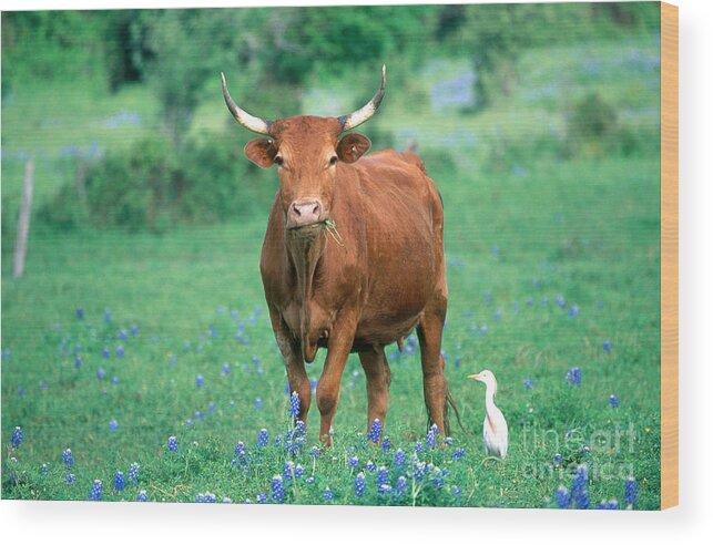 Mixed Breed Cow Wood Print featuring the photograph Cow And Cattle Egret by Alan and Sandy Carey