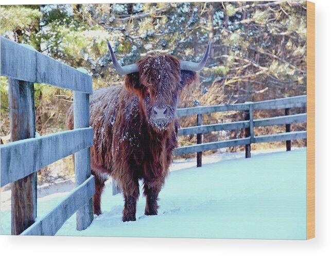 Snow Wood Print featuring the photograph Cow In Snow by Driftless Studio