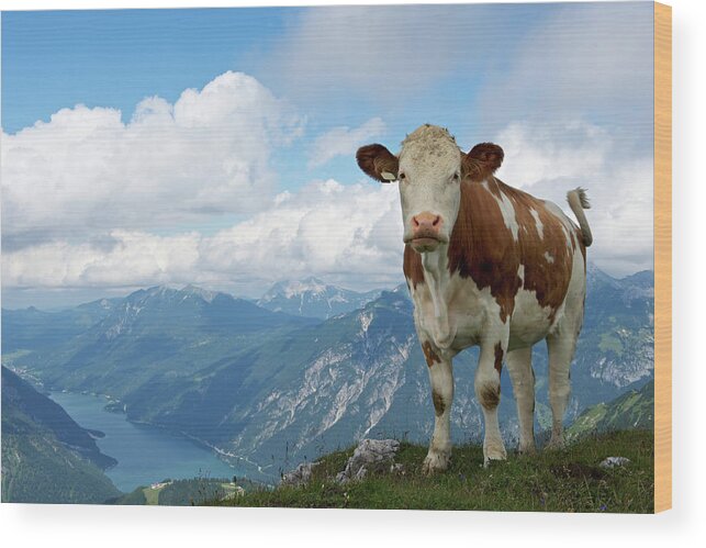 Cow Wood Print featuring the photograph Cow In The Mountains by Ra-photos