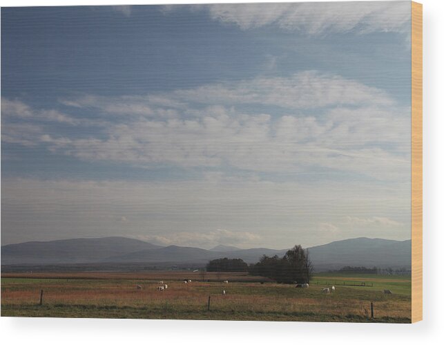 Tranquility Wood Print featuring the photograph Cows In Pasture With Mountains In by Guy Crittenden