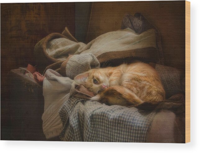 Cat Wood Print featuring the photograph Cozy by Robin-Lee Vieira