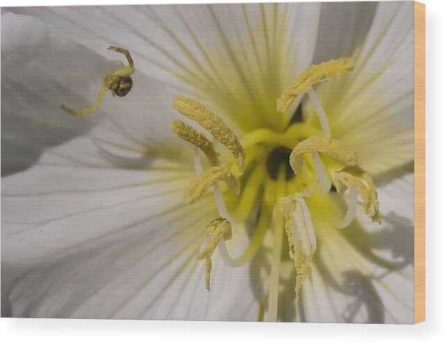 Photography Wood Print featuring the photograph Crab Spider and Dune Evening Primrose by Lee Kirchhevel