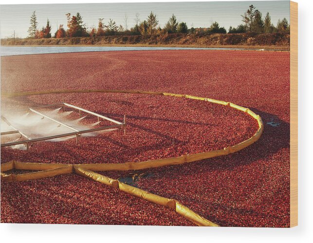 Working Wood Print featuring the photograph Cranberry Farm Harvesting For by Yinyang