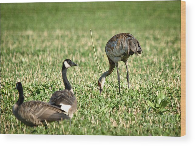 Sandhill Cranes Wood Print featuring the photograph Crane and Friends by Cheryl Baxter