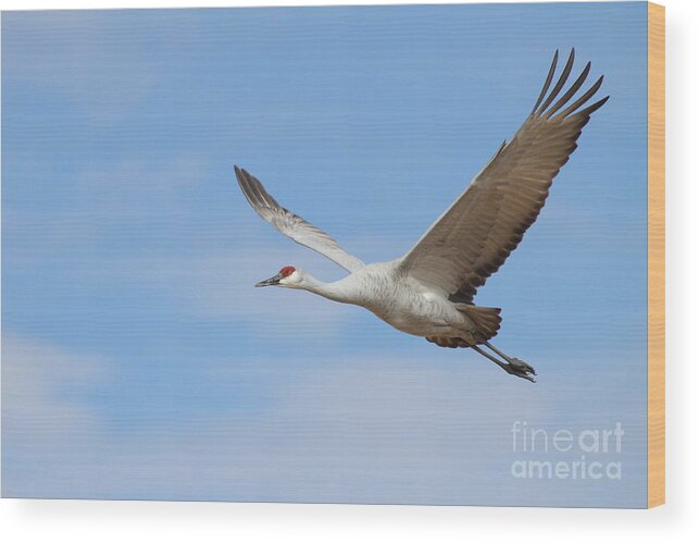 Crane Wood Print featuring the photograph Crane in the skies by Ruth Jolly